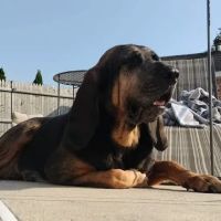 West Haven Animal Clinic ico