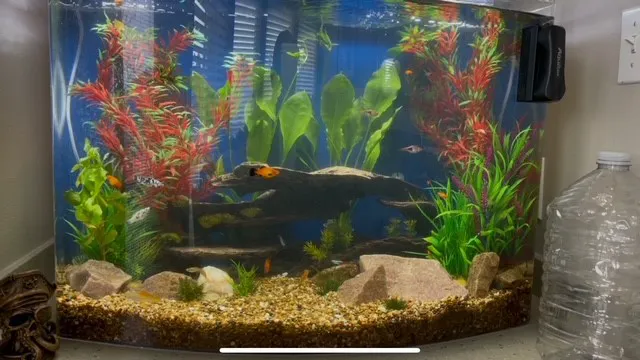 Causeway Pets Picture 5