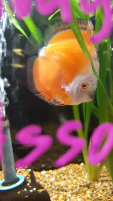 Causeway Pets Picture 7