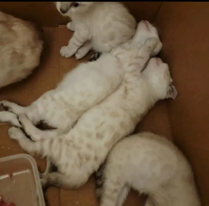 Brooklyn Bengals Connecticut Picture 4