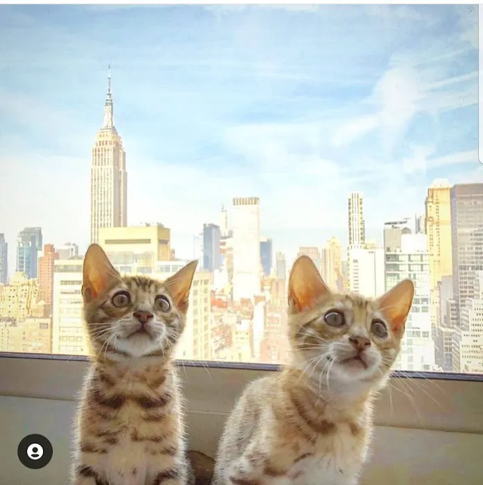 Brooklyn Bengals Connecticut Picture 2