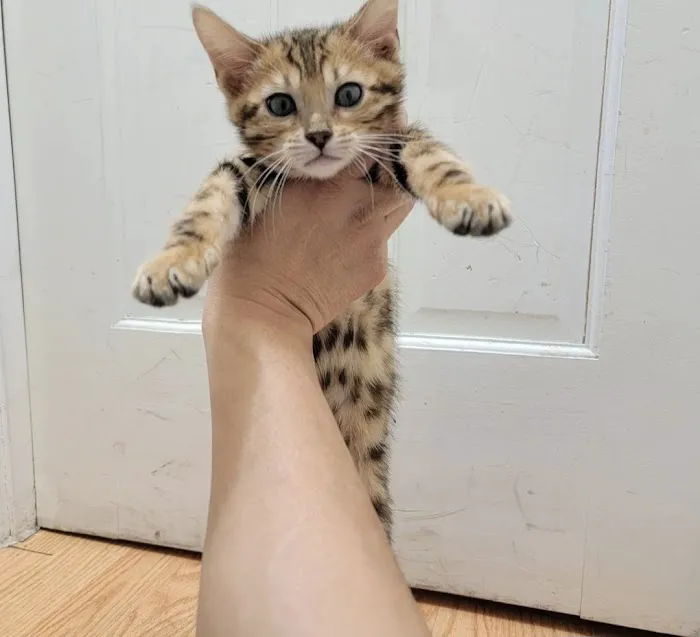 Brooklyn Bengals Connecticut Picture 9