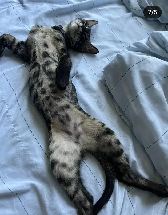 Brooklyn Bengals Connecticut Picture 6