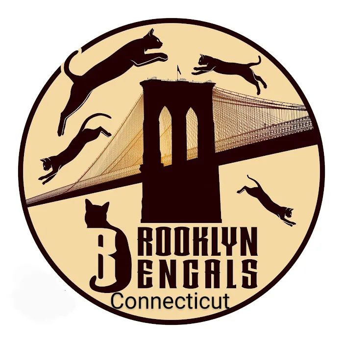 Brooklyn Bengals Connecticut Picture 7