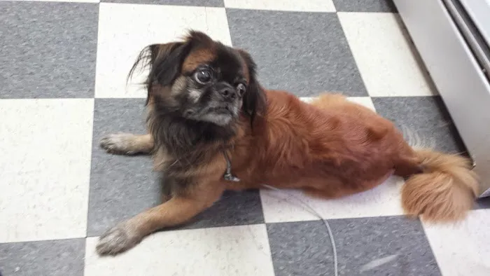 Angel Animal Hospital Picture 2