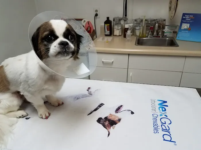 Angel Animal Hospital Picture 7