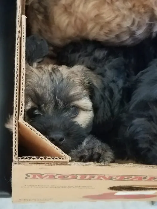 Angel Animal Hospital Picture 9