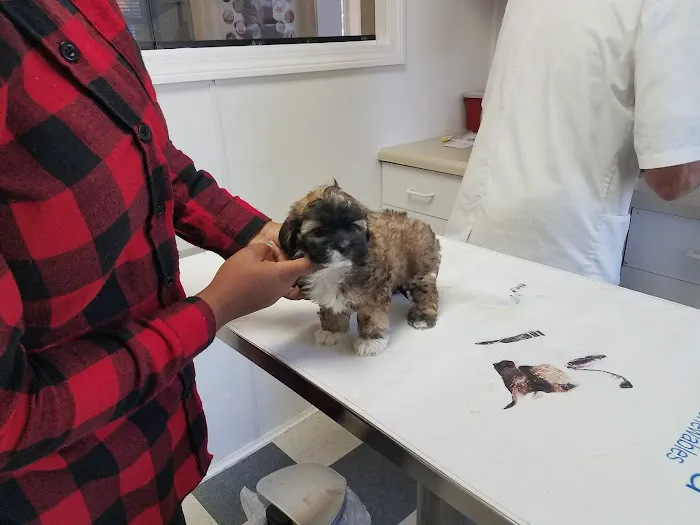 Angel Animal Hospital Picture 4