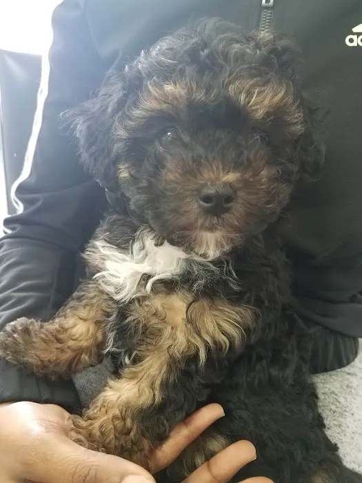 Angel Animal Hospital Picture 5