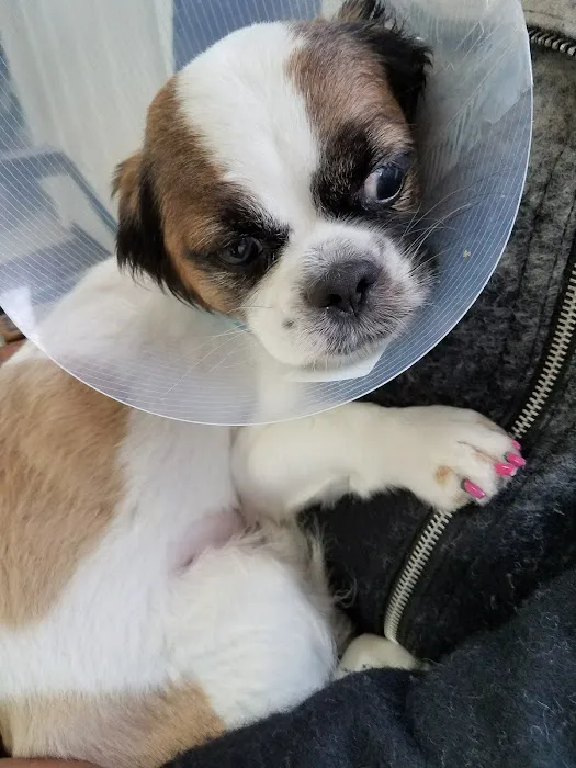 Angel Animal Hospital Picture 8