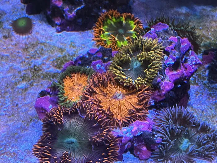 Reef Consortium Picture 6