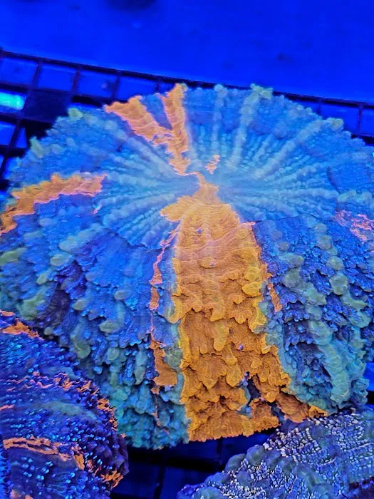 Reef Consortium Picture 3