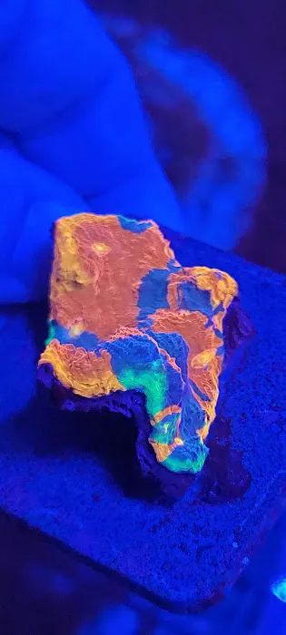 Reef Consortium Picture 10
