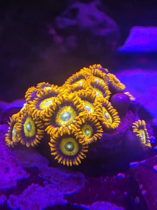 Reef Consortium Picture 7