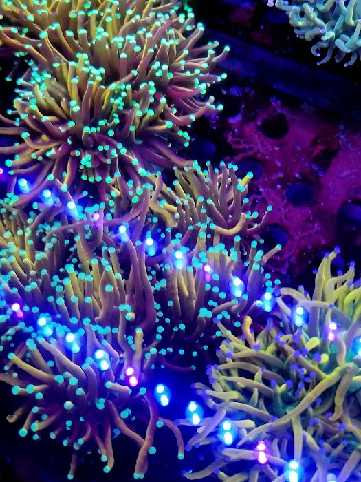 Reef Consortium Picture 2
