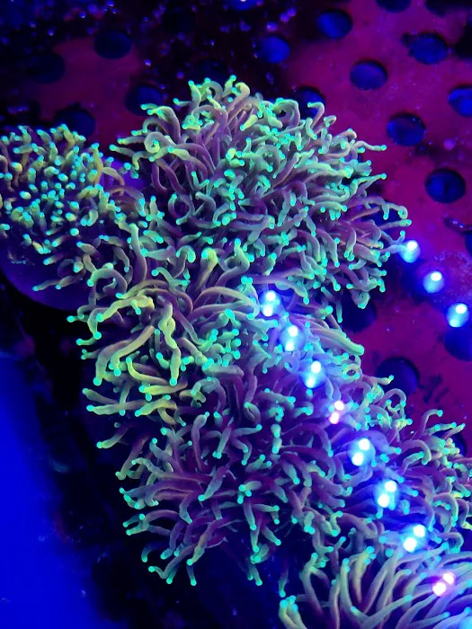 Reef Consortium Picture 1