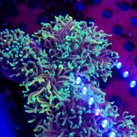 Reef Consortium ico