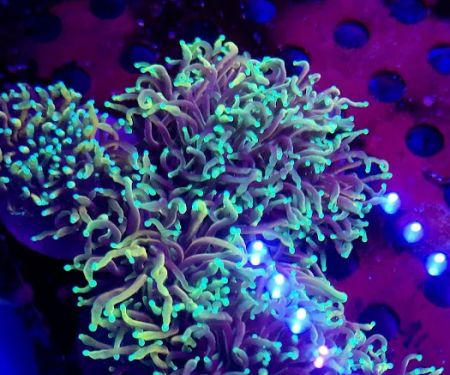 Reef Consortium