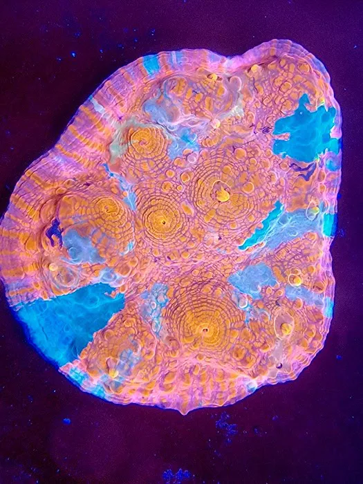Reef Consortium Picture 5