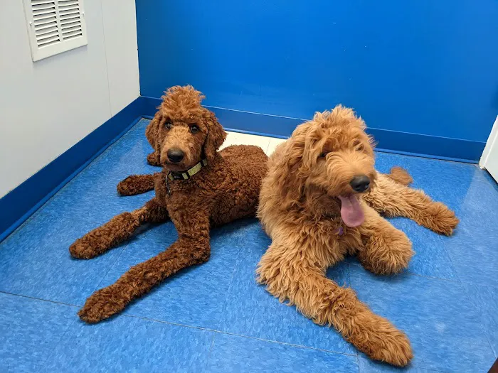 Caring Hands Animal Hospital - Centreville Picture 6