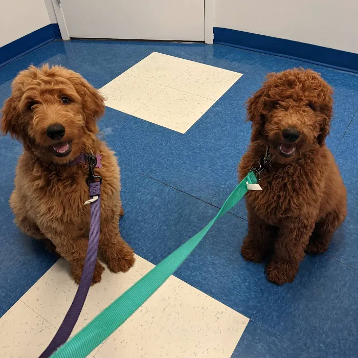 Caring Hands Animal Hospital - Centreville Picture 10