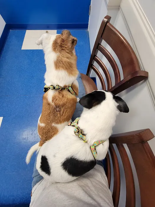 Caring Hands Animal Hospital - Centreville Picture 8