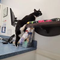 Caring Hands Animal Hospital - Centreville ico