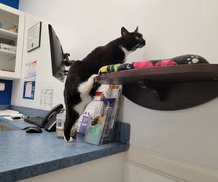 Caring Hands Animal Hospital - Centreville