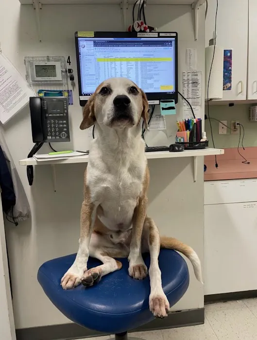 VCA Centreville Animal Hospital Picture 3