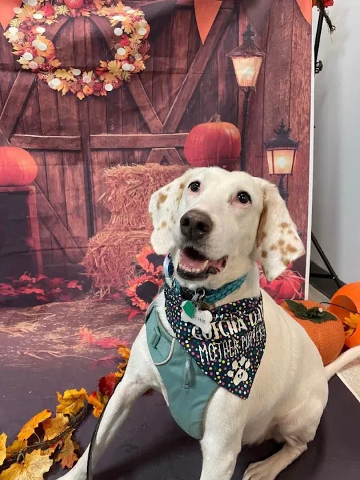 VCA Centreville Animal Hospital Picture 8