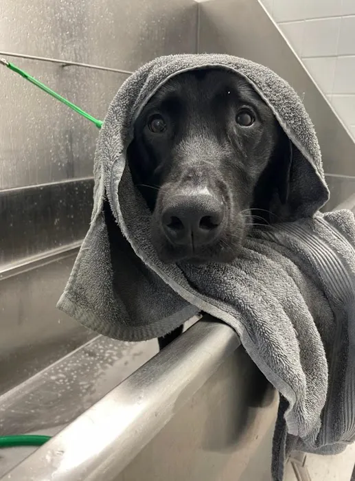 VCA Centreville Animal Hospital Picture 4