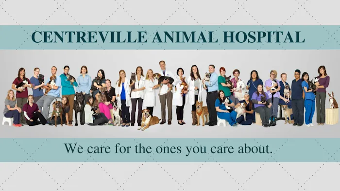 VCA Centreville Animal Hospital Picture 7