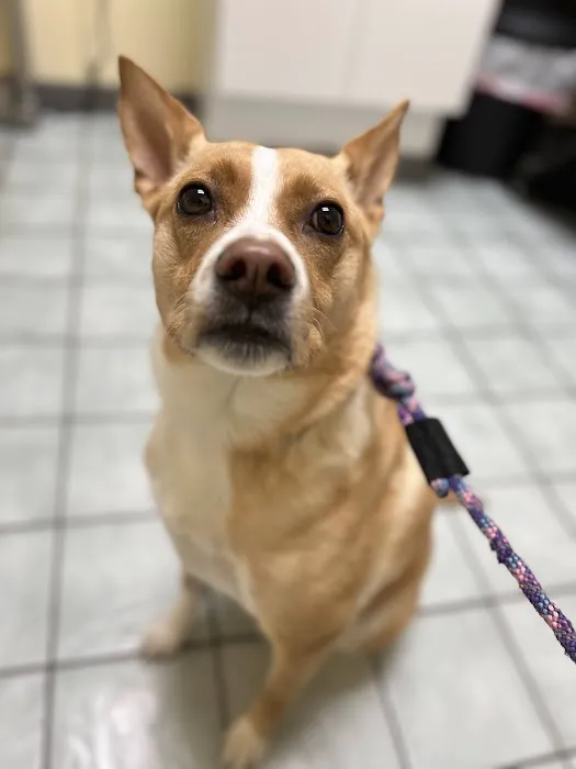 Clifton-Centreville Animal Clinic Picture 7