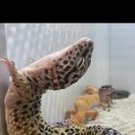 Aquatic Fish & Pets