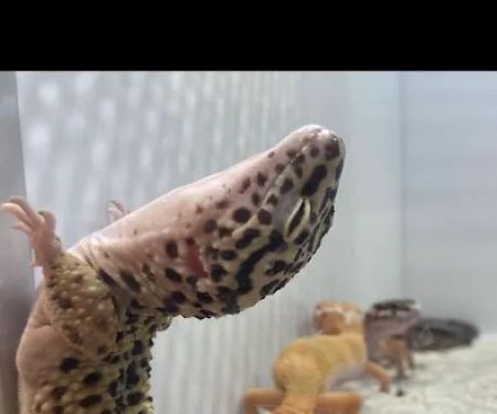 Aquatic Fish & Pets