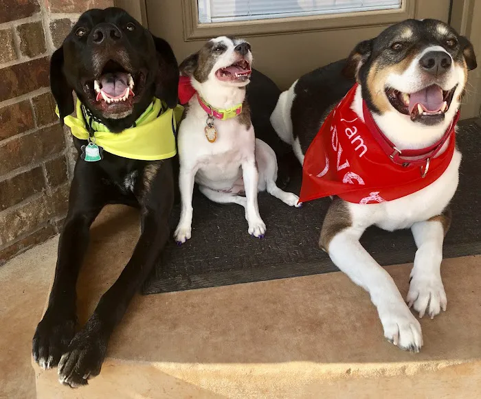 Banfield Pet Hospital Picture 4
