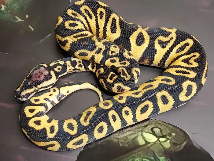 Bayou Boyz Reptiles and Rodents Picture 2