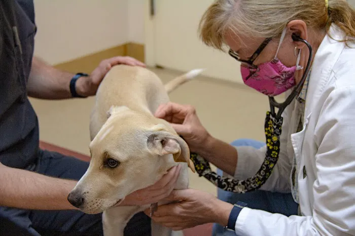Alpha Animal Hospital Picture 2