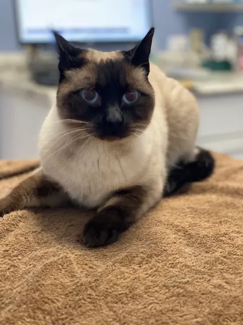 Centreville Square Animal Hospital Picture 1