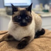 Centreville Square Animal Hospital ico