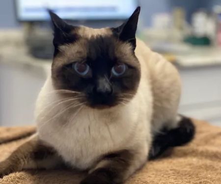 Centreville Square Animal Hospital