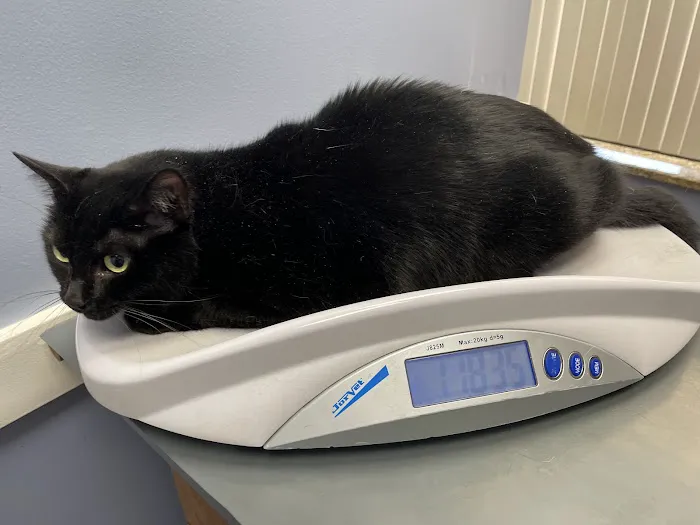 Centreville Square Animal Hospital Picture 10