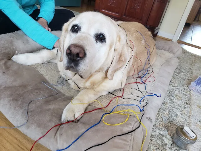 Well Whiskers: Veterinary Holistic Care Picture 2
