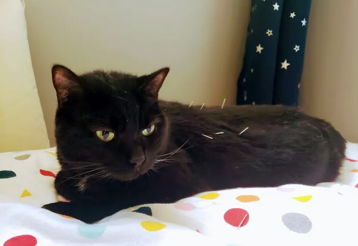 Well Whiskers: Veterinary Holistic Care Picture 4