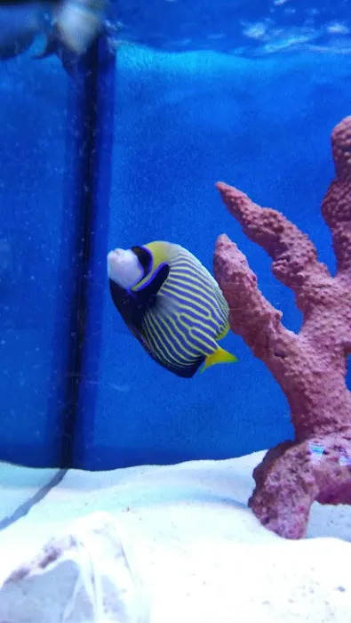 Aquatic Specialties,Inc. Picture 8