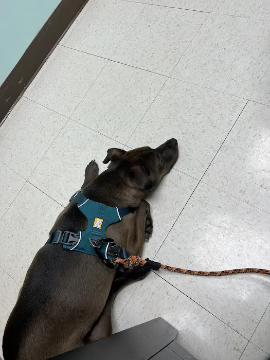 Jermantown Animal Hospital Picture 4