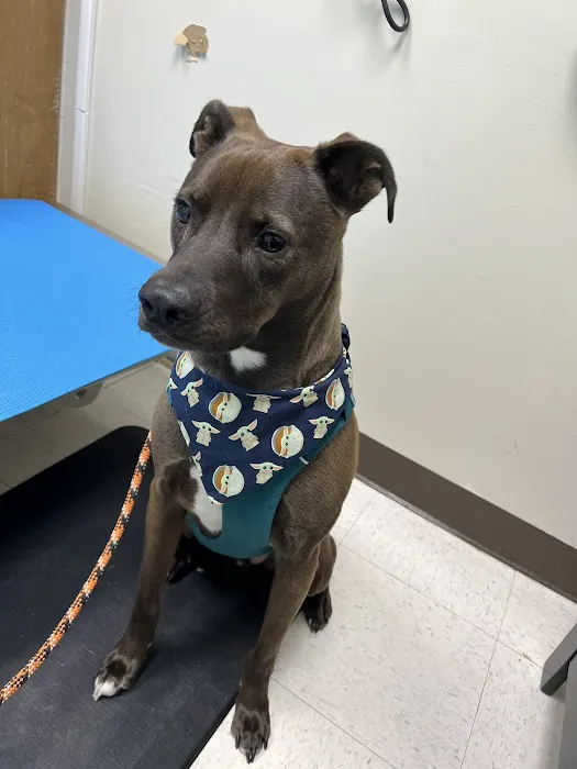 Jermantown Animal Hospital Picture 3