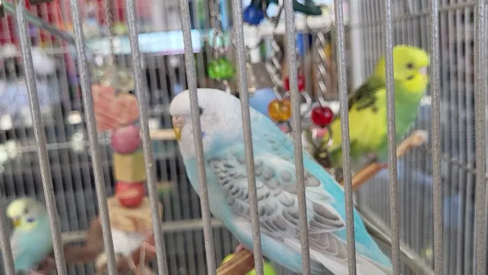 Bayou Pets Picture 1