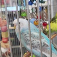 Bayou Pets ico
