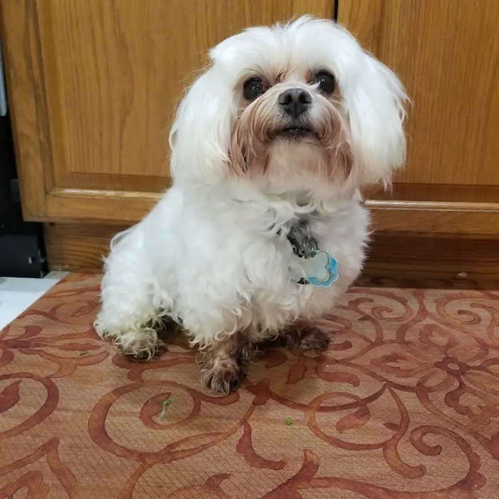 Tango PET DEPOT Picture 1